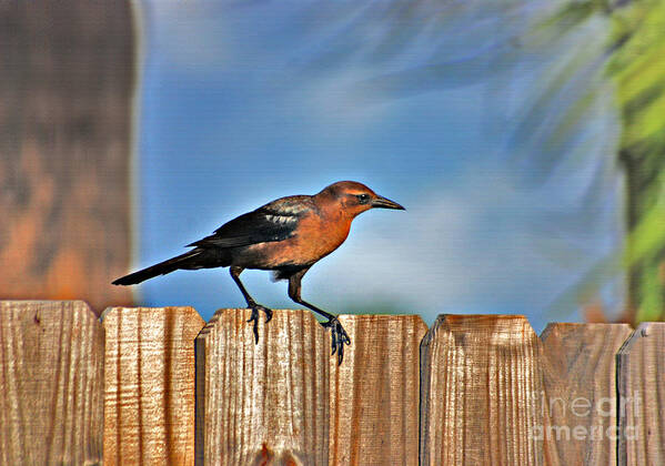 Grackle Art Print featuring the photograph 63- Grackle by Joseph Keane