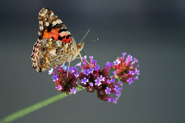 Painted Art Print featuring the photograph American Painted Lady Butterfly #8 by Karen Adams