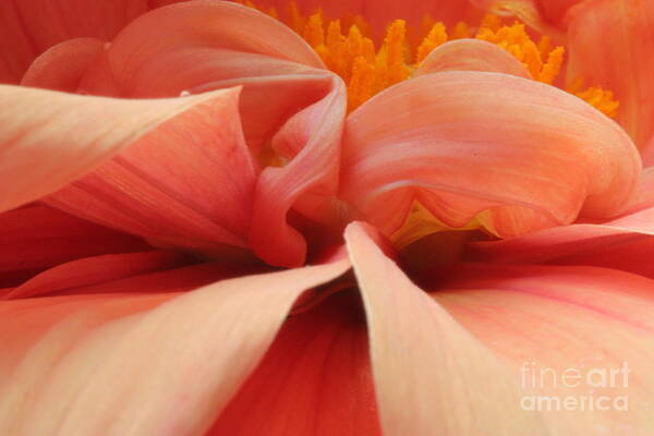 Dahlia Art Print featuring the photograph Dahlia #7 by Rebeka Dove