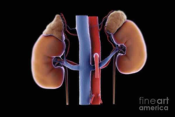 Full View Art Print featuring the photograph Kidneys And Adrenal Glands #7 by Science Picture Co