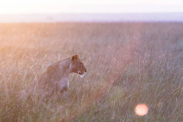 Kenya Art Print featuring the photograph Masai Mara Reserve, Kenya #7 by Gavin Gough