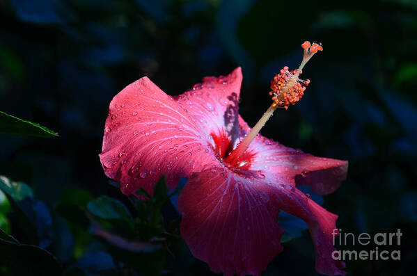 Hibiscus Art Print featuring the photograph 8- Hibiscus by Joseph Keane