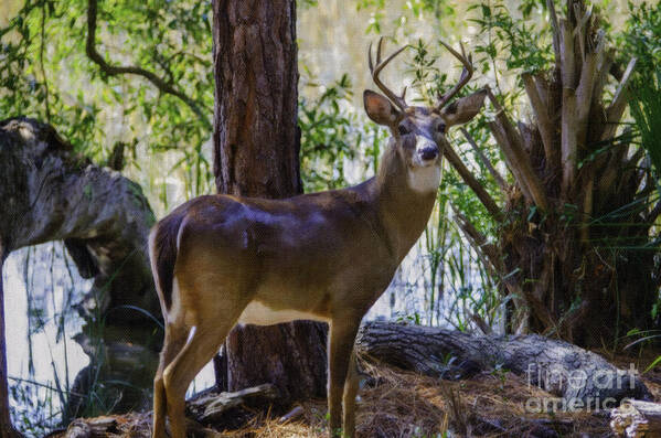 8 Point Buck Art Print featuring the photograph 8 Point Buck Along The Wando River by Dale Powell