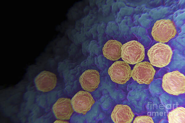 Cells Art Print featuring the photograph Rubella Virus #8 by Science Picture Co