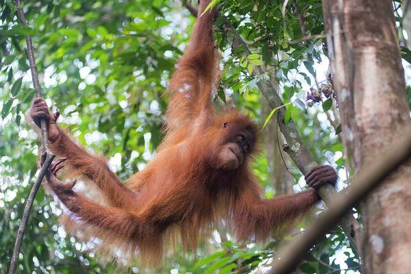 Agile Art Print featuring the photograph Sumatran Orangutan #8 by Scubazoo