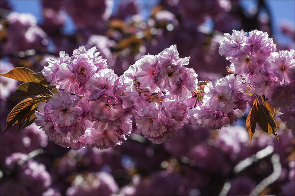 Cherry Blossoms Art Print featuring the photograph Cherry Blossoms #84 by Robert Ullmann