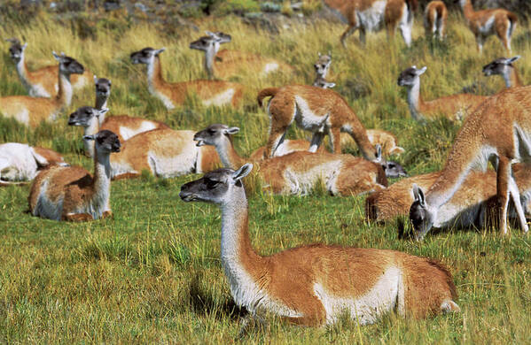 Andes Art Print featuring the photograph Guanaco (lama Guanicoe #9 by Martin Zwick