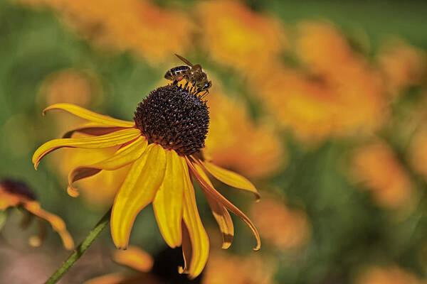 Bee Art Print featuring the photograph A Bee In My Bonnet by Gary Hall