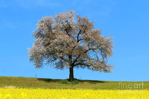  Agriculture Art Print featuring the photograph A blooming lone Tree in Spring with canolas in front 2 by Amanda Mohler