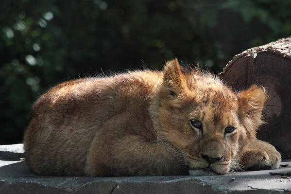 Lion Art Print featuring the photograph A Brief Naptime Pause by Theo OConnor