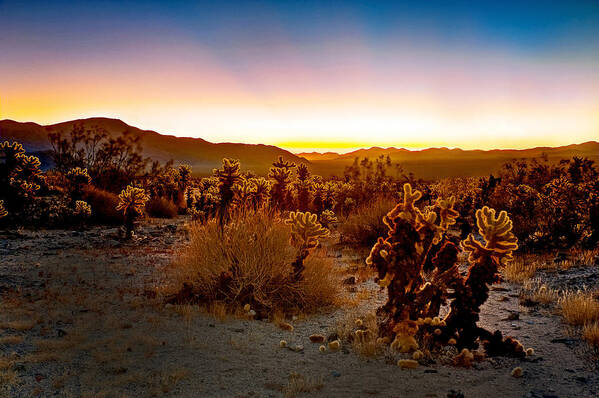 Joshua Tree Art Print featuring the photograph A Cactus Paradise by Aron Kearney