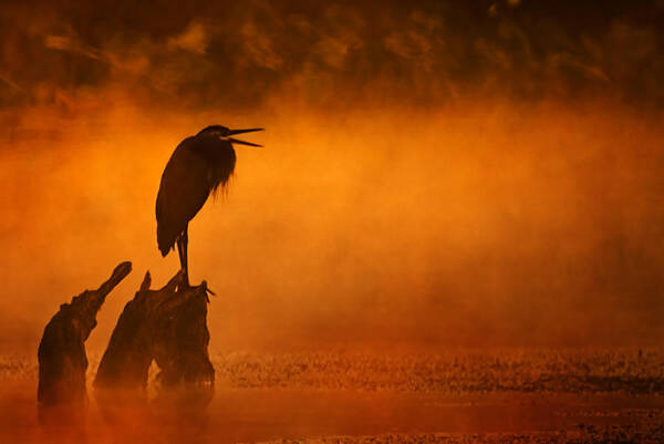 2007 Art Print featuring the photograph A Cry in the Mist by Robert Charity