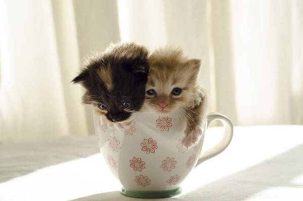 Cute Art Print featuring the photograph A cup of cuteness by Spikey Mouse Photography