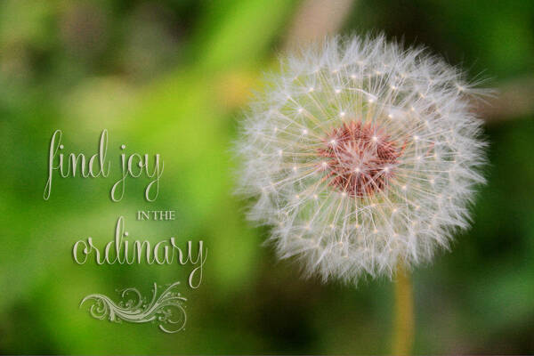 Flower Artwork Art Print featuring the photograph A Dandy Dandelion with Message by Mary Buck