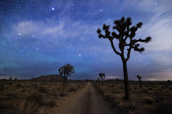 Tranquility Art Print featuring the photograph A Desert Road And Joshua Trees At Night by Daniel J Barr