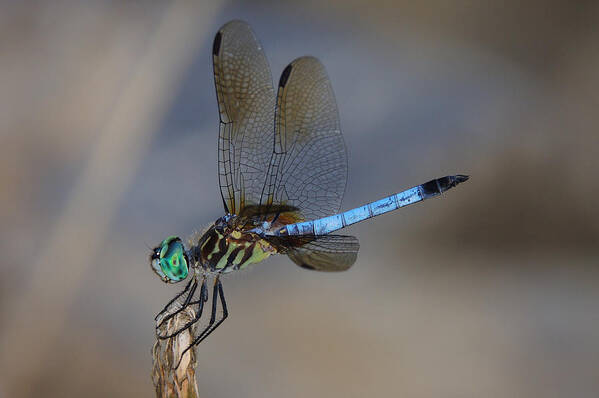 Dragonfly Art Print featuring the photograph A Dragonfly IV by Raymond Salani III