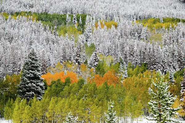 Trees Art Print featuring the photograph A Dusting of Snow by Geraldine Alexander