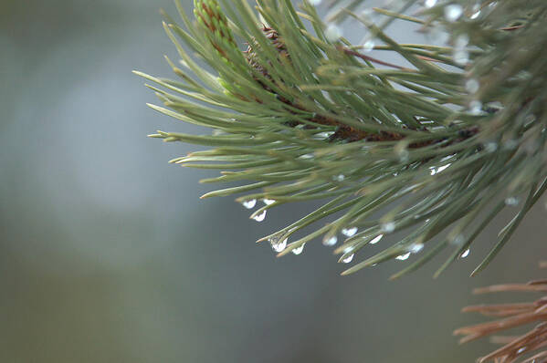 Water Drops Art Print featuring the photograph A Foggy Morning by Frank Madia