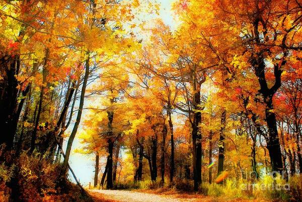 Autumn Leaves Art Print featuring the photograph A Golden Day by Lois Bryan