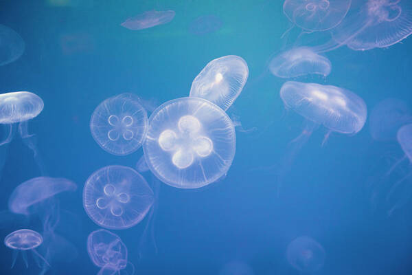Underwater Art Print featuring the photograph A Group Of Jellyfish Swimming In The by Eternity In An Instant