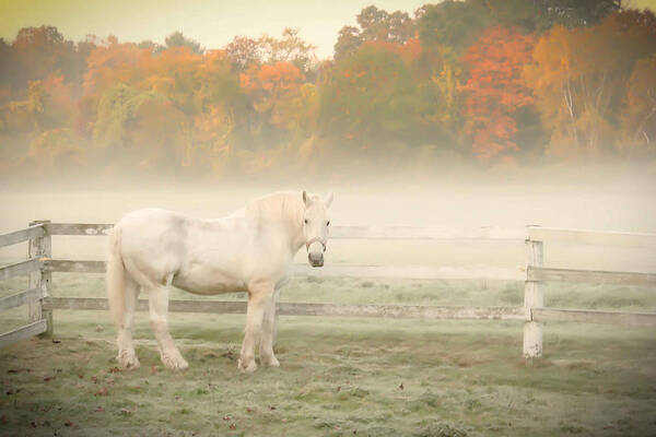 Horse Art Print featuring the photograph A Horse With No Name by K Hines