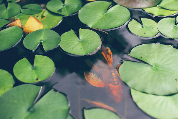 Pets Art Print featuring the photograph A Koi Fish Swimming Underneath Lily by Melissa Ross