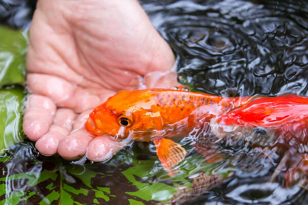 Koi Art Print featuring the photograph A Koi In The Hand by Priya Ghose