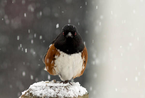 Bird Art Print featuring the photograph A Little Help Please? by Dennis Bucklin