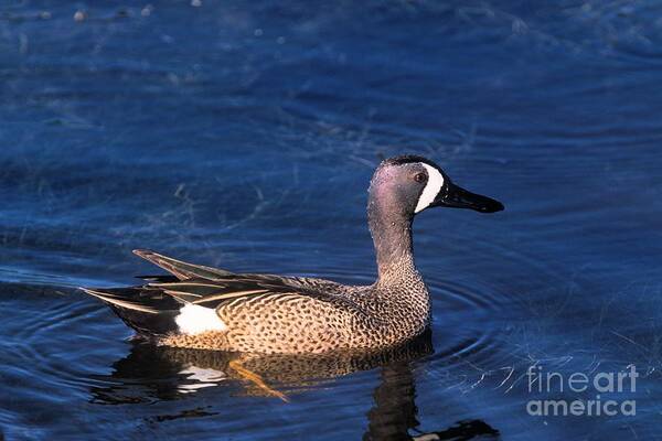 Male Blue-winged Teal Art Print featuring the photograph A Male Blue-winged Teal by John Harmon