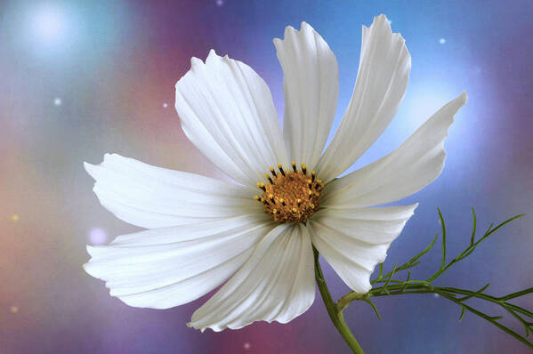 Cosmos Art Print featuring the photograph A New Cosmos. by Terence Davis