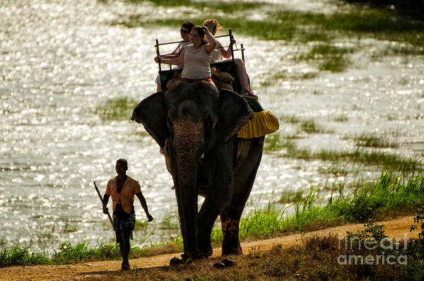 Elephant Riding Art Print featuring the photograph A New Journey by Venura Herath