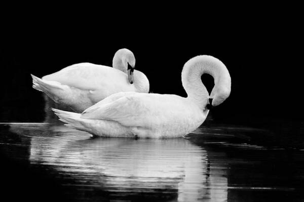 Bird Art Print featuring the photograph A Pair by Craig Szymanski