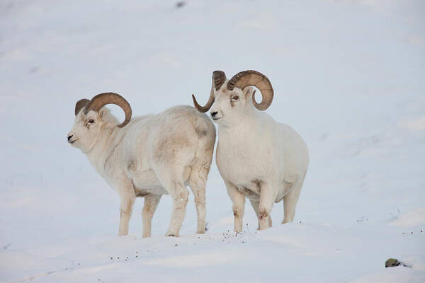 2010 Art Print featuring the photograph A Pair Of Dall Sheep Rams Survey Each by Hugh Rose