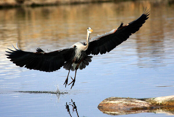 Great Blue Heron Art Print featuring the photograph A Perfect Landing by Shane Bechler