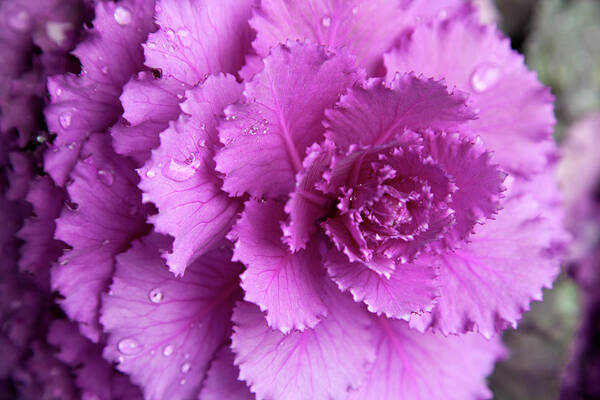 Purple Art Print featuring the photograph A Pink Flower by Tobias Titz