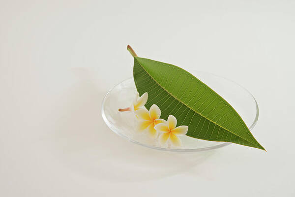 White Background Art Print featuring the photograph A Plate Of Plumeria Flowers And Leaf by Margarita Komine