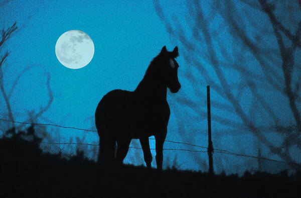 Horse Art Print featuring the photograph A Question of Freedom by Jon Lord