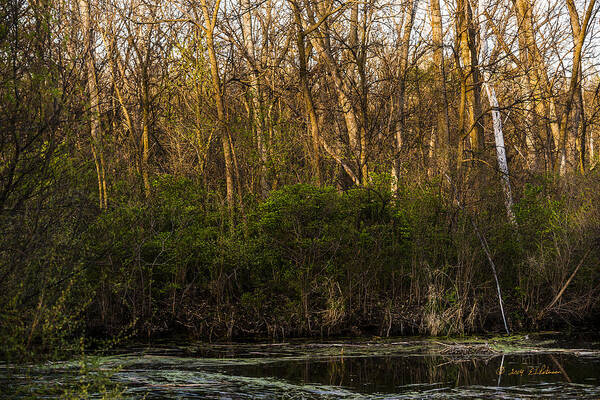 Spring Art Print featuring the photograph A Quiet Corner by Ed Peterson