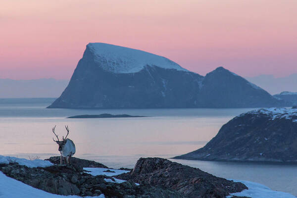 Scenics Art Print featuring the photograph A Reindeer In Arctic Norway by Photo By Hanneke Luijting