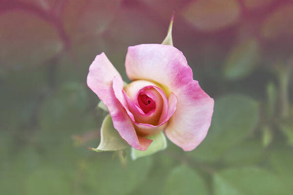 Rose Art Print featuring the photograph A Rose by Any Other Name by Jasmine Davis