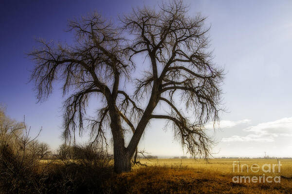 Colorado Art Print featuring the photograph A Simple Tree by Kristal Kraft