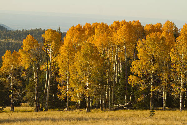 Fall Art Print featuring the photograph A Splendid Afternoon by Tom Kelly