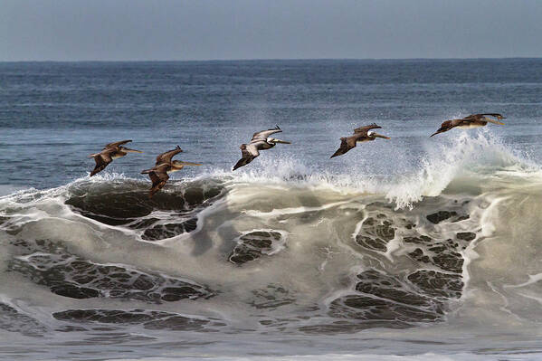 Wildlife Art Print featuring the photograph A Squadron Of Brown Pelicans Pelecanus by Sean Naugle