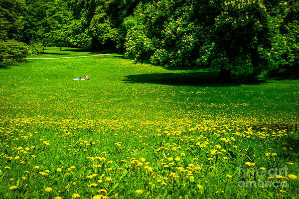 Park Art Print featuring the photograph A Sunny Day In The Park by Hannes Cmarits