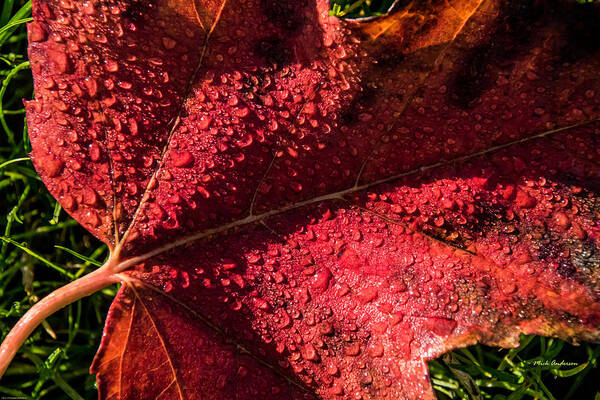 Tearful Art Print featuring the photograph A Tearful Leaf by Mick Anderson