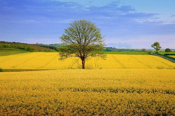 Agriculture Art Print featuring the photograph A Tree in Rape by Mark Egerton