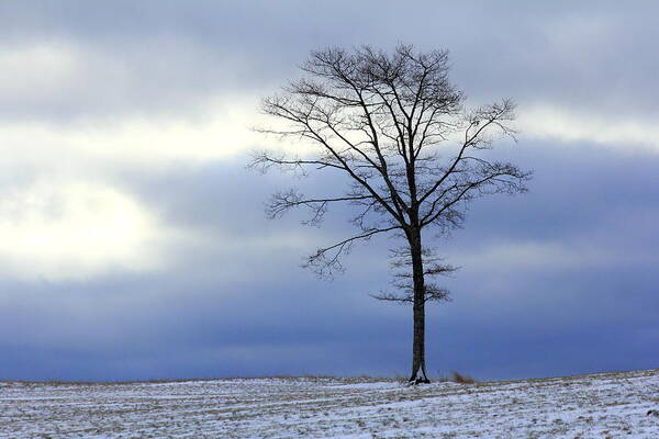 Canada Art Print featuring the photograph A tree on a field of snow by Gary Corbett