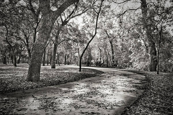 Black And White Art Print featuring the photograph A Walk In The Park by Darryl Dalton