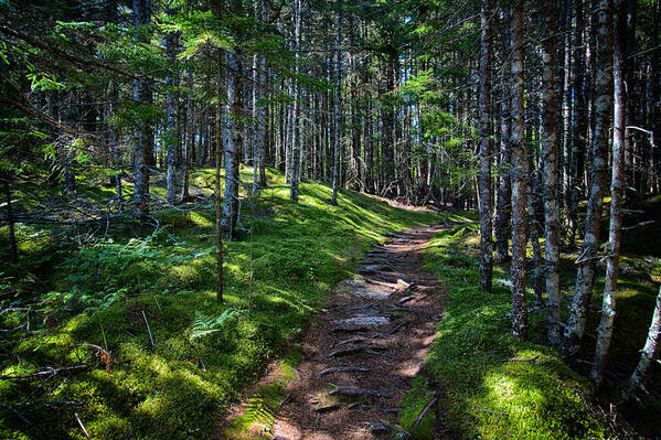 Maine Art Print featuring the photograph A Walk in the Woods by John Haldane