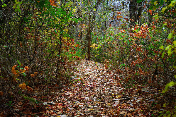 Woods Art Print featuring the photograph A Walk to Remember by Jeff Mize